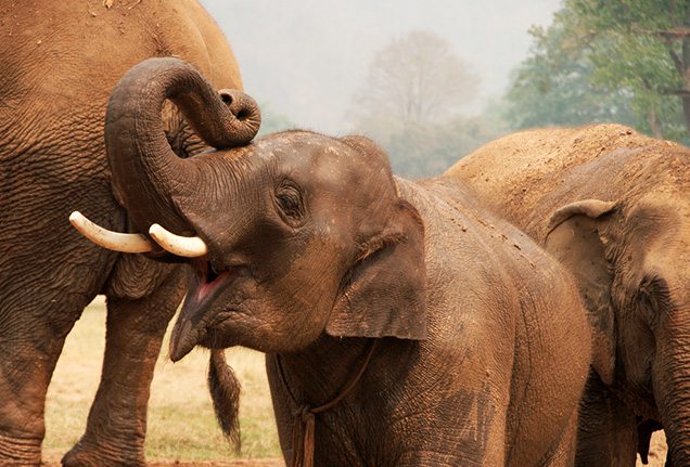 Elephant Nature Park in Chiang Mai, Thailand
