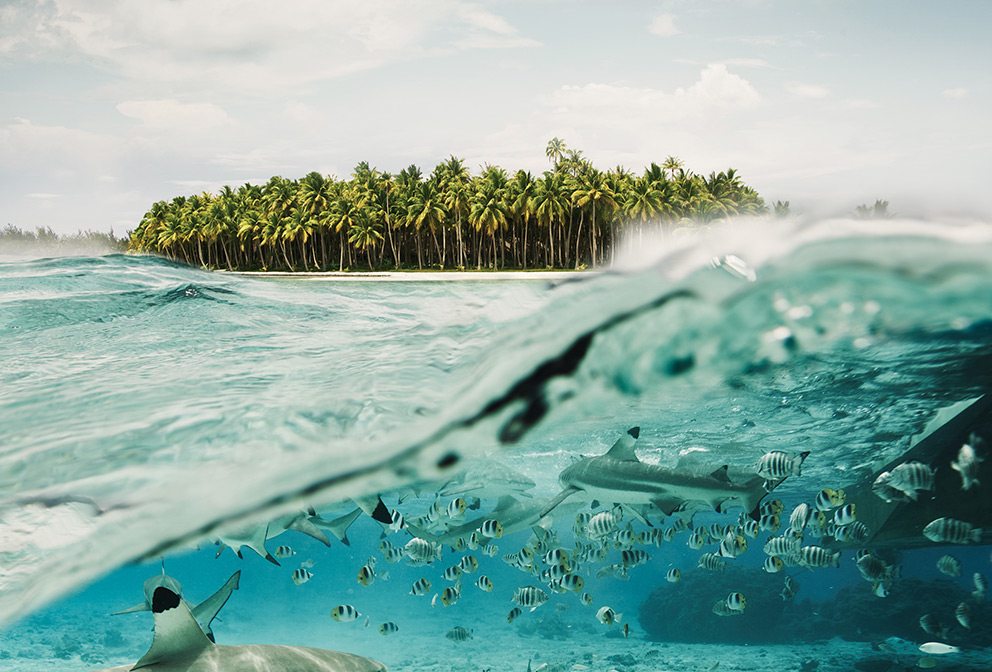 swimming with sharks in Bora Bora