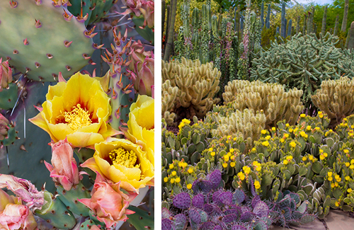 Fs Mag Chef Arizona Botanical Detail